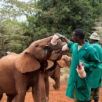 Elephant Gin_SheldrickWildlifeTrust